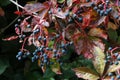 Close-up on small bunches of blue grapes. Bad harvest. Hunger