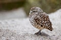 Close up of a small Burrowing Owl Royalty Free Stock Photo