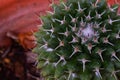 Close up small cactus in home garden Royalty Free Stock Photo