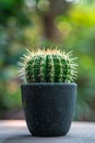 Close up of a small cactus plant with sharp spines growing in a black pot with a blurred green background Royalty Free Stock Photo