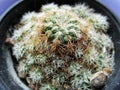 Close up of small cactus Royalty Free Stock Photo