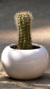 Close Up of a Small Cactus Royalty Free Stock Photo