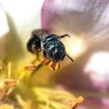 Close up of a Small Carpenter Bee (Ceratina sp) pollinating the anther of a Pink Lemonade Rose flower.