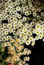Close-up Of Small Chamomile Flowers In Bouquet. Flowering White Meadow Flower.