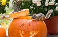 small chipmunk on the edge of a orange pumpkin