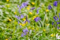 Close up of small clump of beautiful Bluebells in a woodland against a soft diffused background