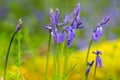 Close up of small clump of beautiful Bluebells in a woodland against a soft diffused yellow and green background