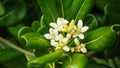 Close-up of a small cluster of white flowers. Australian laurel, Pittosporum tobira.