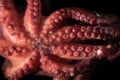 Close-up of a small cooked polyp that was utilised to make polyp salad. The tentacles with the suction cups are red. The mouth of