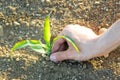 Close-up of small corn plant from organic farming with farmer hand Royalty Free Stock Photo