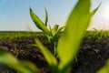 Close-up of small corn plants growing in a field at sunset. Corn sprouts grow in an agricultural field in early summer Royalty Free Stock Photo