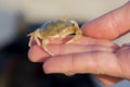 Close up small crab in hand. Small crab on the beach. Royalty Free Stock Photo