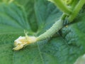 Close up a small cucumber that is just born from a flower hanging on the tree.look Leaning on the leaf a long, green skinned fruit Royalty Free Stock Photo