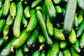 Close up of small cucumbers