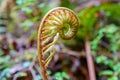 Close up of a small curled up fiddlehead fern in a forest. Background blurred or out of focus Royalty Free Stock Photo