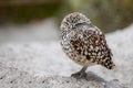 Close up of a small Burrowing Owl