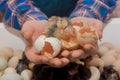 Close-up of small cute fluffy little chicken chick in the hands of a farmer with eggshells on the background of an incubator, Royalty Free Stock Photo