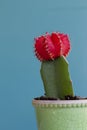 Red Moon Cactus on a Blue Background Royalty Free Stock Photo