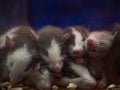 Small cute sleeping mice babies. Royalty Free Stock Photo