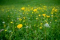 Close up small cute yellow flowers in garden on blurred background Royalty Free Stock Photo