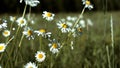 Close up of small daisies with white petals and yellow buds. Creative. Flowering shrub of chamomiles in the field on a Royalty Free Stock Photo