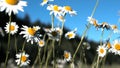 Close up of small daisies with white petals and yellow buds. Creative. Flowering shrub of chamomiles in the field on a Royalty Free Stock Photo