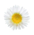 Close-up of small daisy flower Bellis Perennis isolated on white background