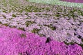 Close-up small delicate pink white moss Shibazakura, Phlox subulata flowers full blooming on the Ground in sunny spring day Royalty Free Stock Photo