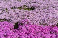 Close-up small delicate pink white moss Shibazakura, Phlox subulata flowers full blooming on the Ground in sunny spring day Royalty Free Stock Photo