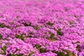 Close-up small delicate pink white moss Shibazakura, Phlox subulata flowers full blooming on the Ground in sunny spring day Royalty Free Stock Photo