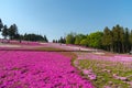 Close-up small delicate pink white moss Shibazakura, Phlox subulata flowers full blooming on the Ground in sunny spring day