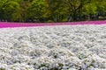 Close-up small delicate pink white moss Shibazakura, Phlox subulata flowers full blooming on the Ground in sunny spring day Royalty Free Stock Photo