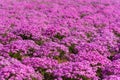 Close-up small delicate pink white moss Shibazakura, Phlox subulata flowers full blooming on the Ground in sunny spring day Royalty Free Stock Photo