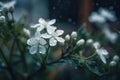 close up small delicate white flowers covered with raindrops, in cold colors, selective focus