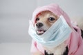 Close up on Small dog breeds or Pomeranian with brown hairs lying down on white table with white background and wearing mask