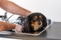 Close up of a small dog having a bath