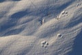 Close-up of small dog paw prints or tracks in snow near Arviat Royalty Free Stock Photo