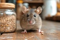 Close up small domestic grey mouse on table next to jar of cereal in the kitchen Royalty Free Stock Photo