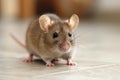 Close up small domestic grey mouse on the tiled floor in the kitchen Royalty Free Stock Photo