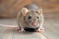 Close up small domestic grey mouse on wooden floor in the kitchen Royalty Free Stock Photo