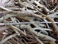 close up of small dried branches