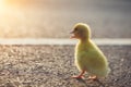 Close up small duckling on the asphalt road Royalty Free Stock Photo