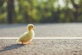 Close up small duckling on the asphalt road Royalty Free Stock Photo