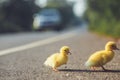 Close up small duckling on the asphalt road Royalty Free Stock Photo