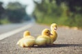 Close up small duckling on the asphalt road