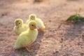 Close up small duckling on the ground Royalty Free Stock Photo