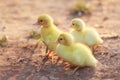 Close up small duckling on the ground Royalty Free Stock Photo