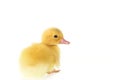 Close up small duckling isolated on white Royalty Free Stock Photo