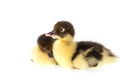 Close up small duckling isolated on white Royalty Free Stock Photo