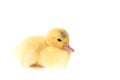 Close up small duckling isolated on white Royalty Free Stock Photo